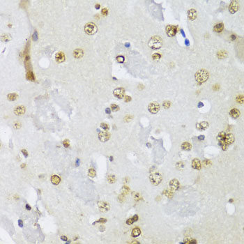 Валидация Elabscience E-AB-64924
