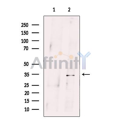Валидация Affinity DF12483 - 7048