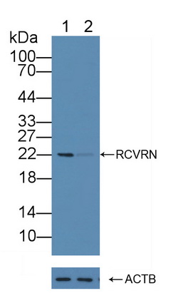 12177