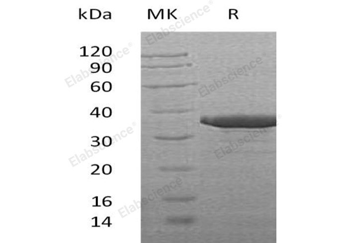 Валидация Elabscience PKSH031127(1906)