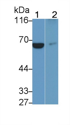 40715