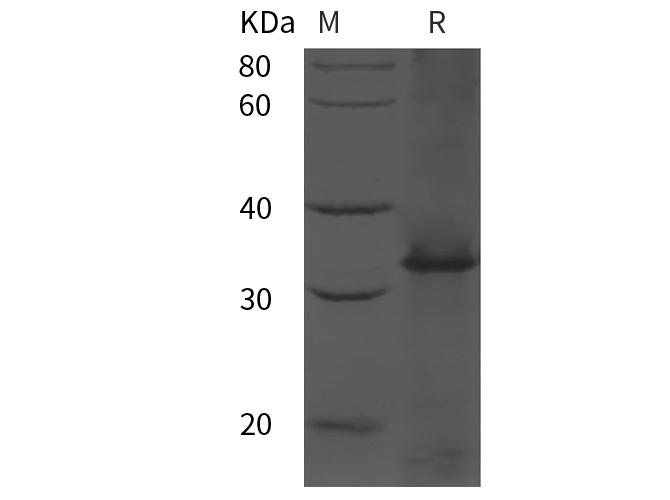 Валидация Elabscience PDEH100948(365)