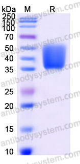 EWG62901, SDS-PAGE