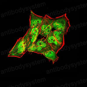 Валидация IF - AntibodySystem RHD25002 (575)
