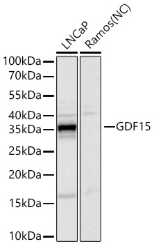 A22097, вестерн-блоттинг, лизаты клеток (13437)