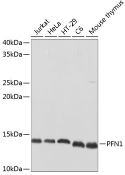 Валидация Elabscience E-AB-60223