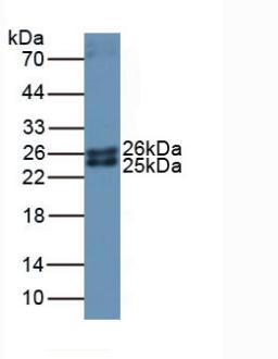 6520