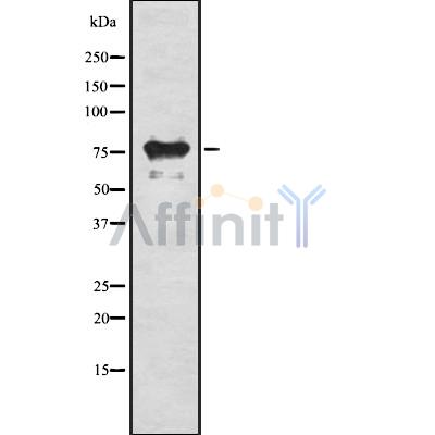 Валидация Affinity DF8234 - 20067