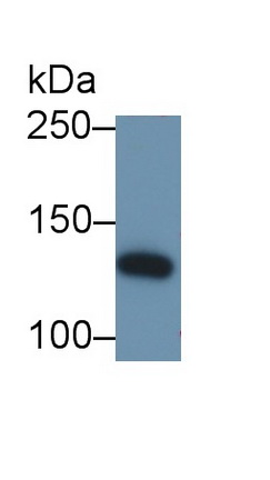 23337