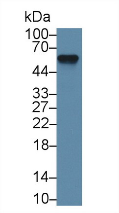 9740