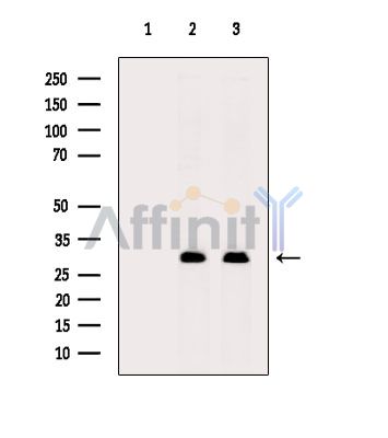 Валидация Affinity DF14896 - 11051
