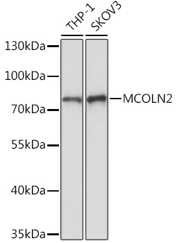 Валидация Elabscience E-AB-92092