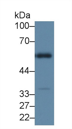 9991