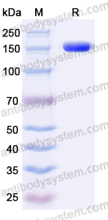 EHF68301, SDS-PAGE
