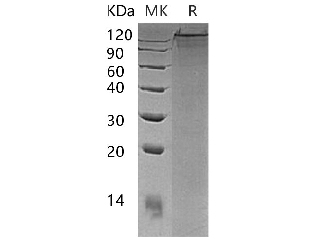 Валидация Elabscience PKSM040988(4925)