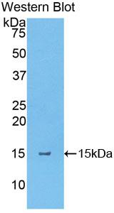 40261