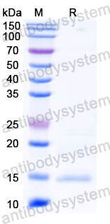 Валидация SDS-PAGE - AntibodySystem RHB48101