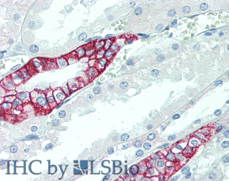 Валидация Elabscience E-AB-12862