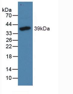 61663