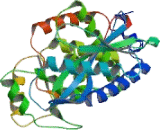 2",5"-Oligoadenylate Synthetase 1 (OAS1)