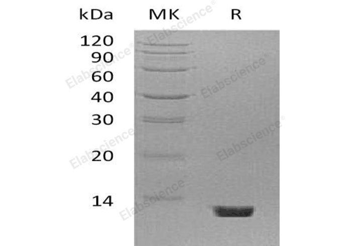 Валидация Elabscience PKSM040990(4927)