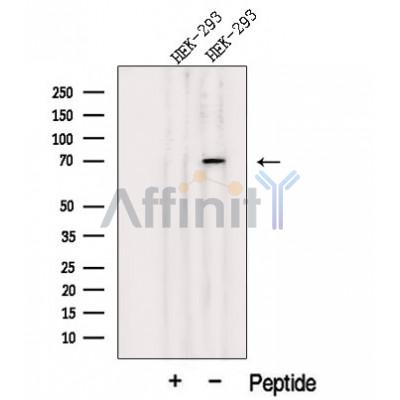 Валидация Affinity DF12647 - 7290
