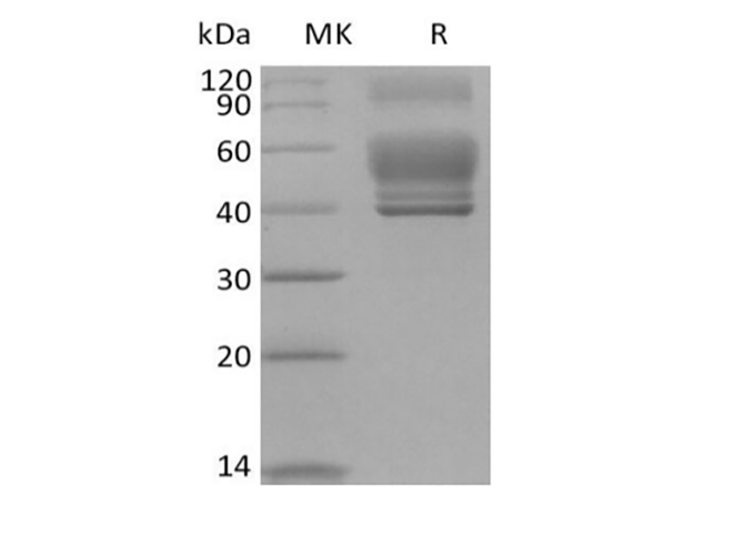 Валидация Elabscience PKSH033914(4143)