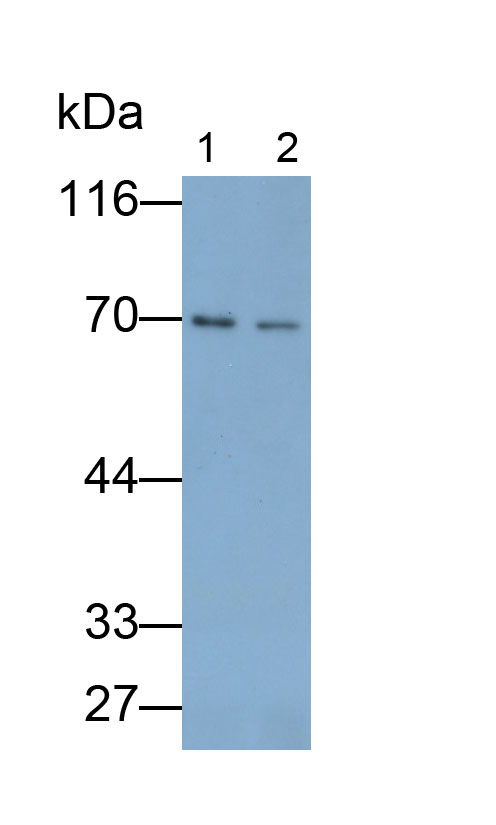 33245