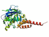 Cyclophilin D (CYPD)