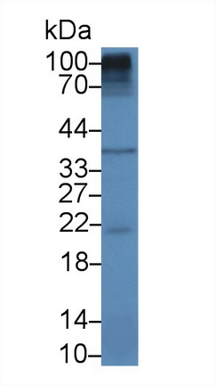 13855