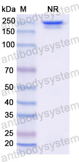 Валидация SDS-PAGE - AntibodySystem FHJ92850