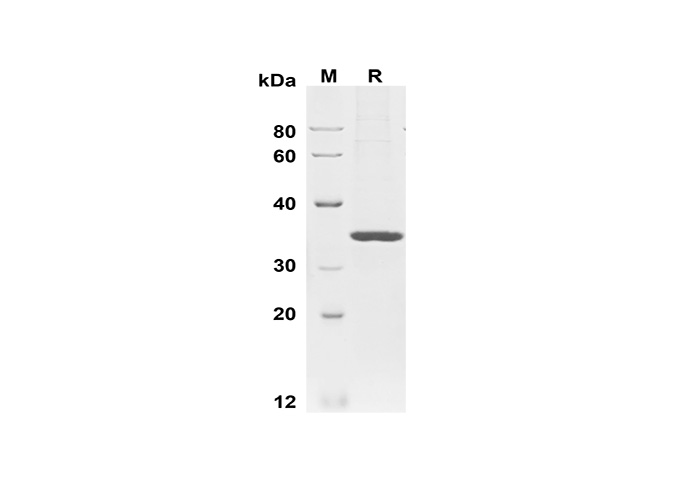 Валидация Elabscience PDMH100342(953)
