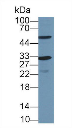 13646