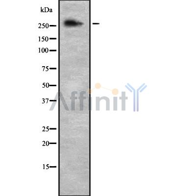 Валидация Affinity DF8896 - 21008