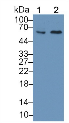 62628