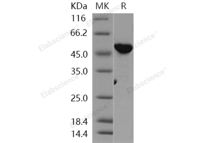 Валидация Elabscience PKSH031090(1880)