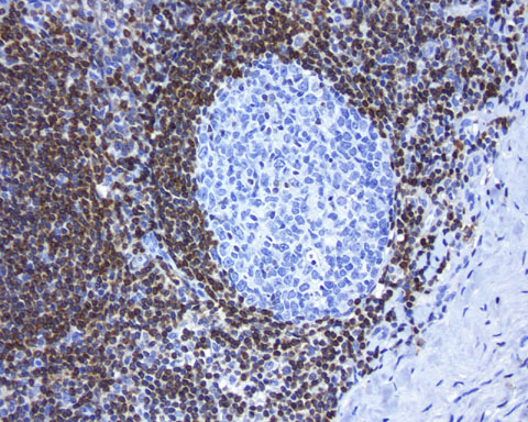 Валидация AssayVector ARM1003(13)