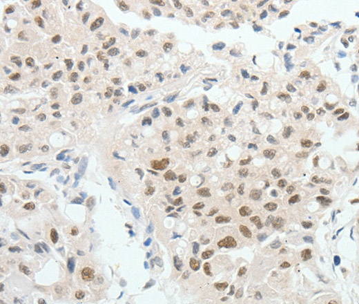 Валидация Elabscience E-AB-12661