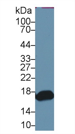 10444