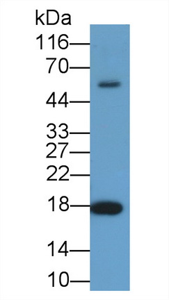 12052