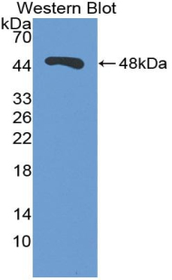 47664