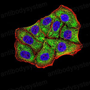 Валидация IF - AntibodySystem RHG36303