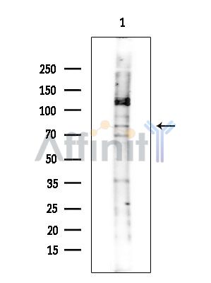 Валидация Affinity DF2337 - 12922