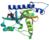 2",3"-Cyclic Nucleotide 3"-Phosphodiesterase (CNP)