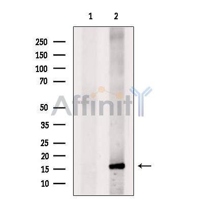Валидация Affinity DF8981 - 21174