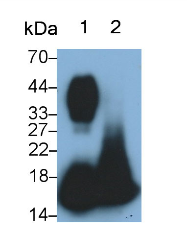 28404