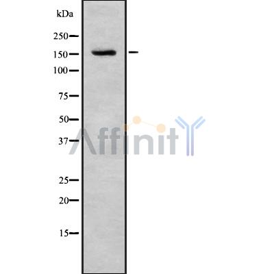 Валидация Affinity DF8838 - 20910