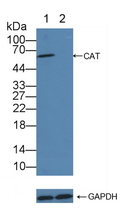 12207