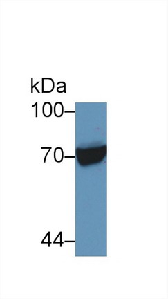 9795