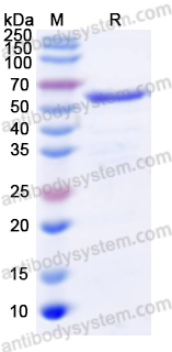 Валидация AntibodySystem YMC35301